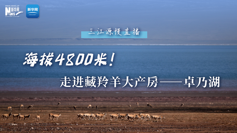 大美中國(guó)｜海拔4800米！走進(jìn)藏羚羊大產(chǎn)房——卓乃湖