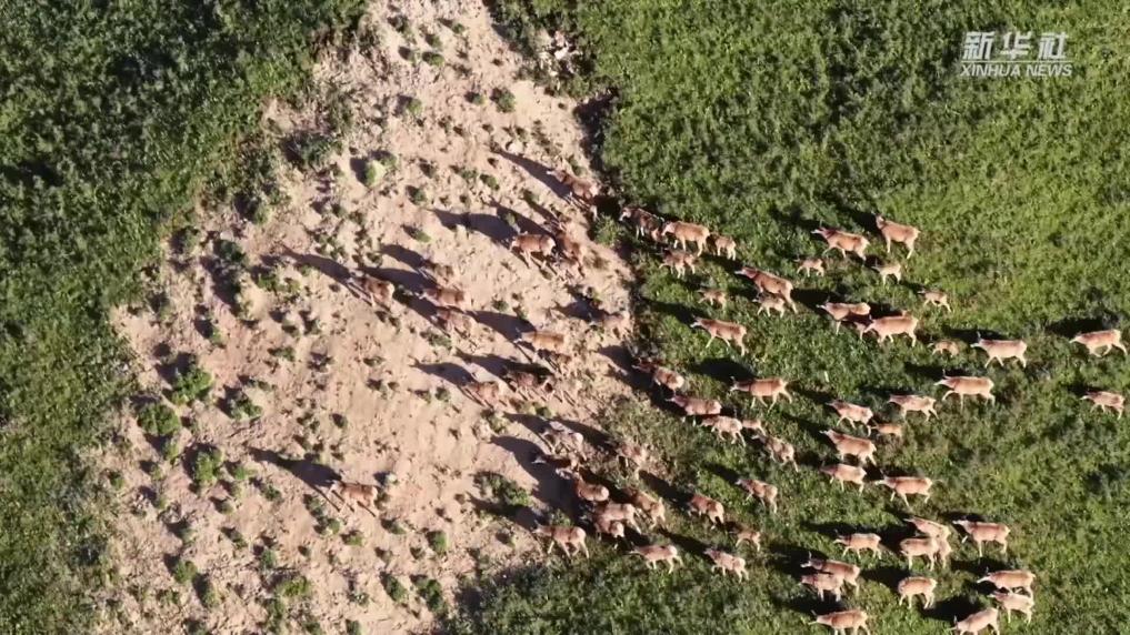 青海玉樹(shù)：白唇鹿群漫步山巒