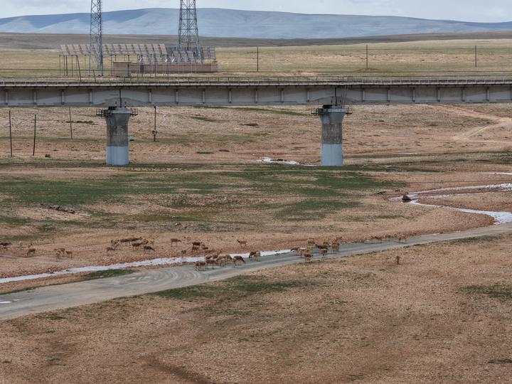 可可西里藏羚羊遷徙產(chǎn)仔季進(jìn)入尾聲