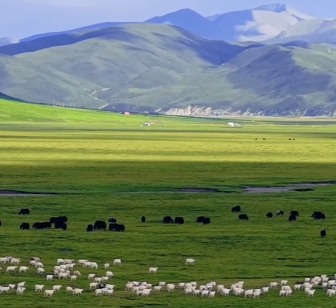 秀我中國(guó)｜初秋祁連草原景美如畫(huà)