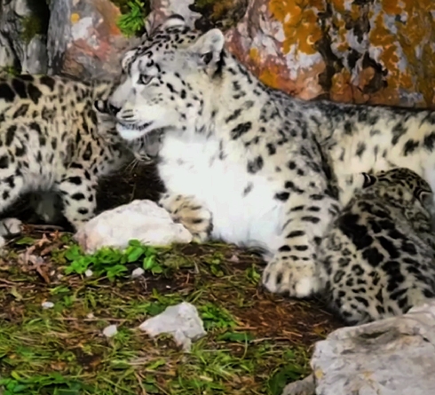 雪豹帶娃日常，這一刻世界都溫柔了