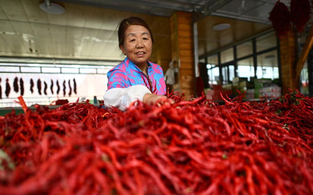 青海循化：线辣椒丰收
