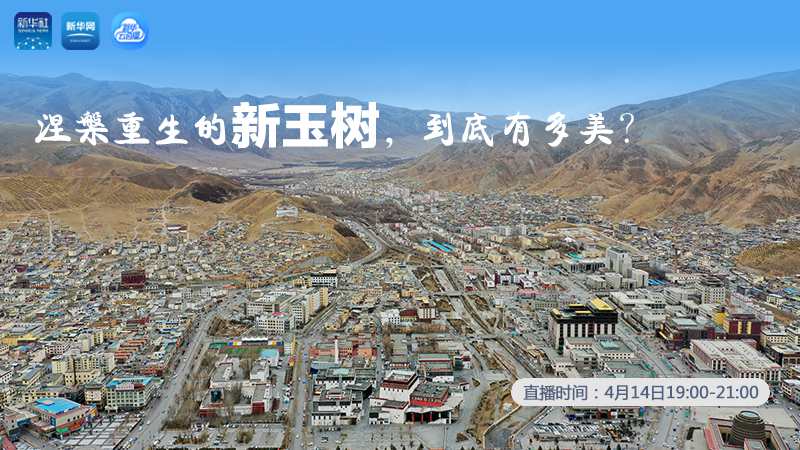 涅槃重生的新玉樹，到底有多美？