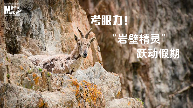 三江源慢直播丨考眼力！&ldquo;巖壁精靈&rdquo;躍動假期