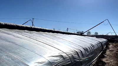 新鮮！青藏高原長出&ldquo;熱帶水果&rdquo;