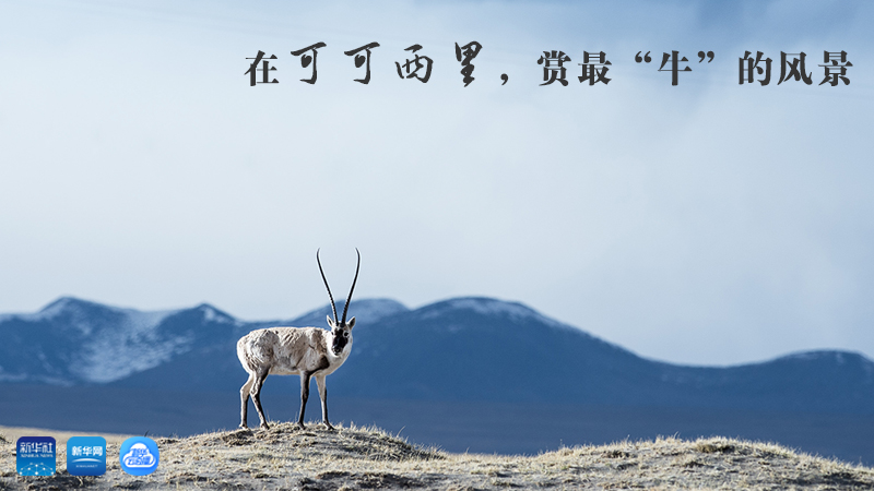 三江源慢直播丨在可可西里，賞最&ldquo;牛&rdquo;的美景