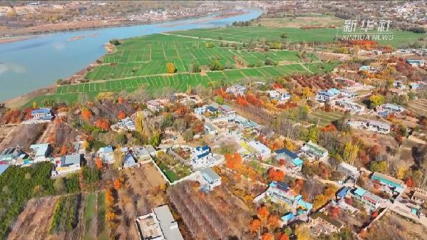 青?；。喝f畝冬小麥染綠黃河畔