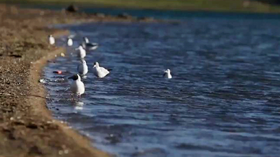 世界野生動植物日，帶您到青藏高原領(lǐng)略&ldquo;野生動物家園&rdquo;