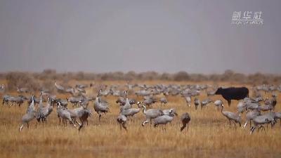 壯觀！遷徙灰鶴&ldquo;備降&rdquo;青海都蘭