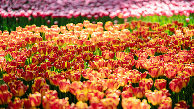 顏值爆表！青海西寧開(kāi)啟&ldquo;花城&rdquo;模式